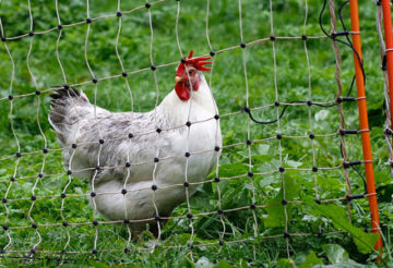 démarrer permaculture