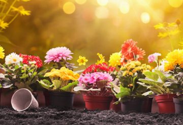 Achat de pots de fleurs